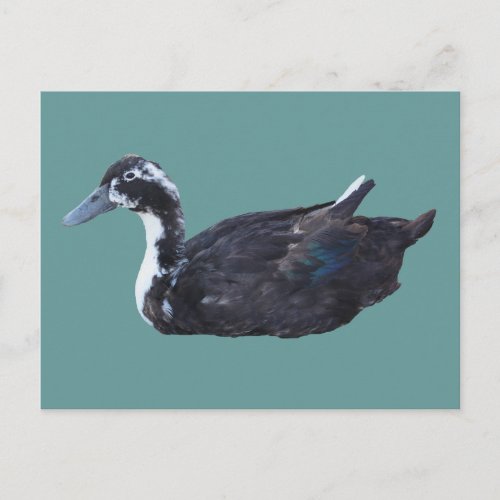Cute Black Duck Farm Animal Postcard