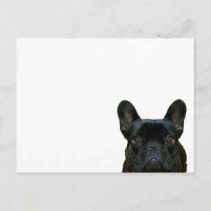 Cute Black French Bulldog Frenchie Photograph: Postcard