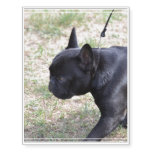 Cute Black French Bulldog Temporary Tattoos