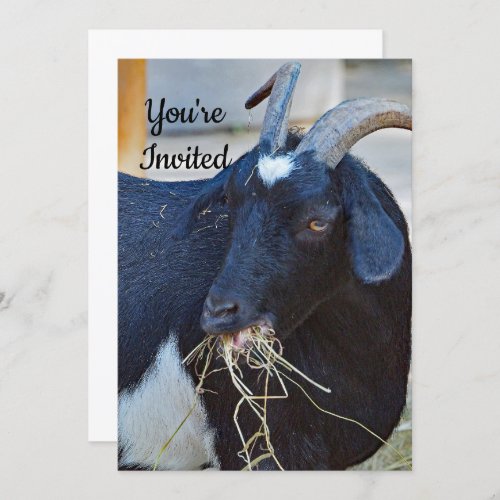 Cute Black Goat Photo Birthday Invitation