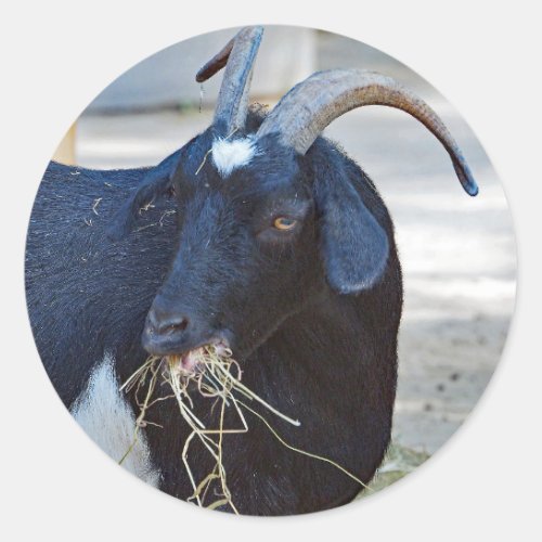 Cute Black Goat Photo Classic Round Sticker