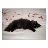 Cute Black Kitten (Front Horizontal)