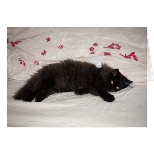 Cute Black Kitten Cards (Front Horizontal)