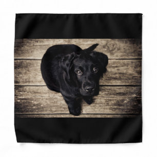 Cute Black Lab Bandana