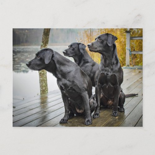 Cute Black Lab Dock Photo Postcard