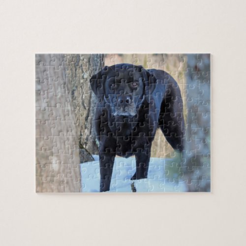 Cute Black Lab Dog Black Labrador Retriever Jigsaw Puzzle