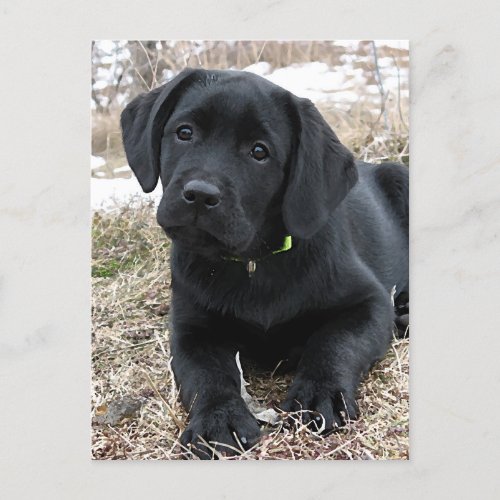 Cute Black Labrador Puppy _ Happy Dog Black Lab Postcard
