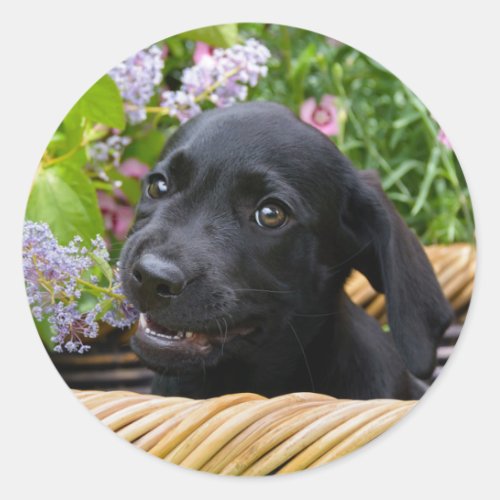 Cute Black Labrador Retriever Dog Puppy Pet Photo Classic Round Sticker