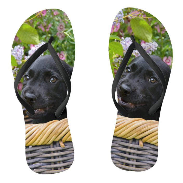 pet flip flops