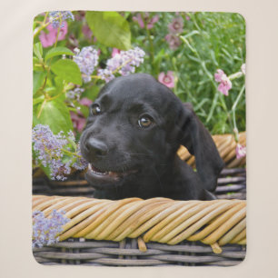 Cute Black Labrador Retriever Dog Puppy Photo - on Sherpa Blanket