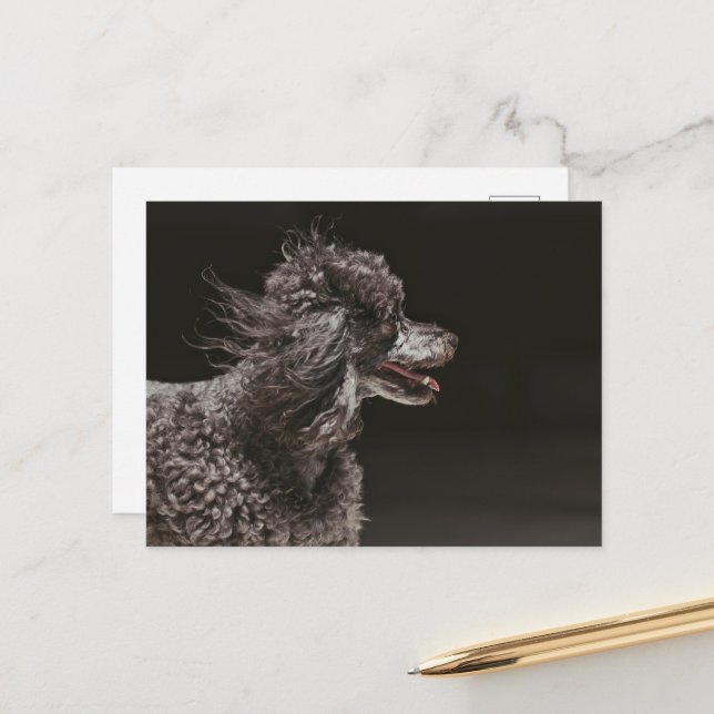 Cute Black Poodle Dog Head Wind Postcard (Front/Back In Situ)