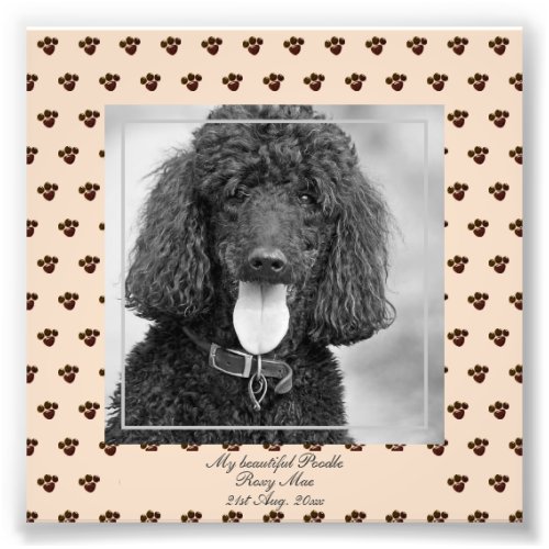 Cute Black Poodle Dogs PHOTO Named Keepsake