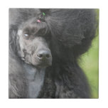 Cute Black Poodle Tile