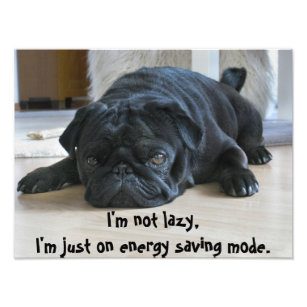 Cute Black Pug Puppy Laziness Poster