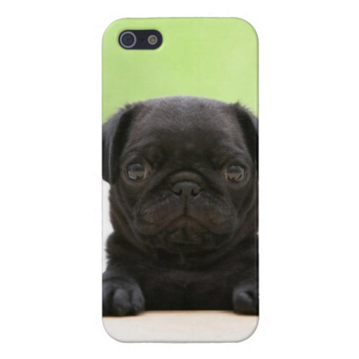 Cute Black Pug Puppy Phone Case Case For iPhone 5 | Zazzle