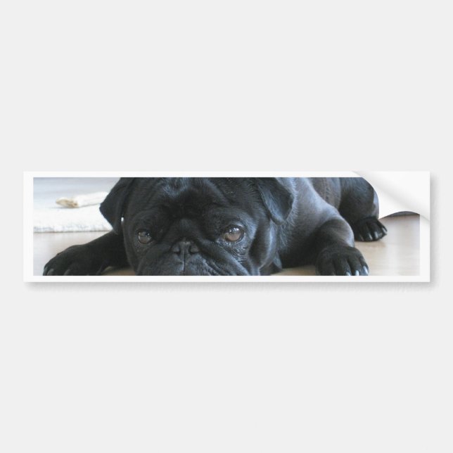 Cute Black Pug Sleeping Bumper Sticker (Front)