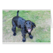 Cute Black Puppy (Front Horizontal)