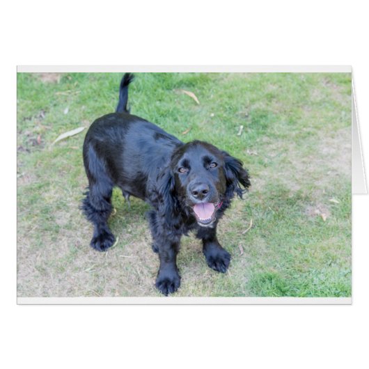 Cute Black Puppy Cards (Front Horizontal)