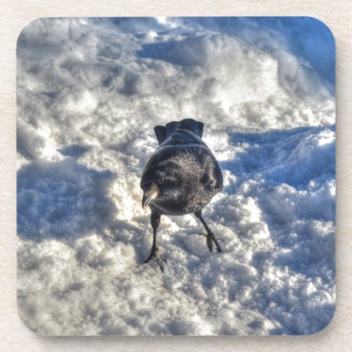 Cute Black Raven in the Snow Photo Beverage Coaster