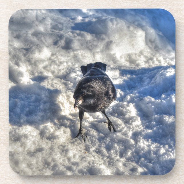 Cute Black Raven in the Snow Photo Beverage Coaster (Front)
