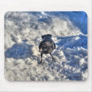 Cute Black Raven in the Snow Photo Mouse Pad