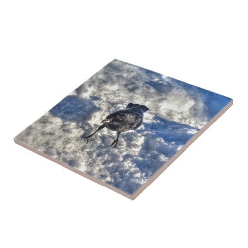 Cute Black Raven in the Snow Photo Tile