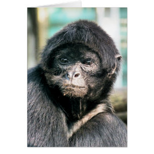 CUTE BLACK SPIDER MONKEYCard
