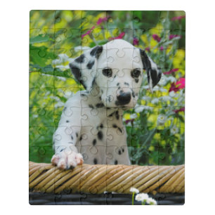 Cute black spotted Dalmatian Baby Dog Puppy Photo Jigsaw Puzzle