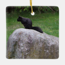 Cute Black Squirrel on a Rock Nature Squirrels