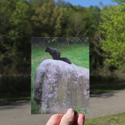 Cute Black Squirrel on a Rock Nature Squirrels     Postcard