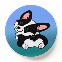 Cute black white cardigan pet corgi with toebeans