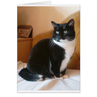 Cute black & white cat on bed cards