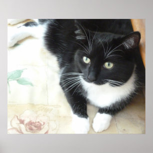 Cute black & white cat poster