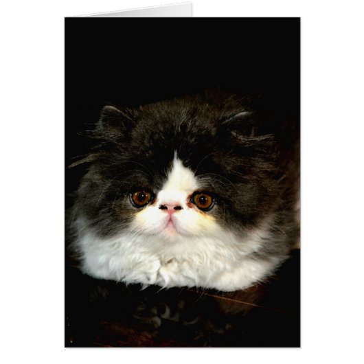 Cute black white kitten cat cards (Front)