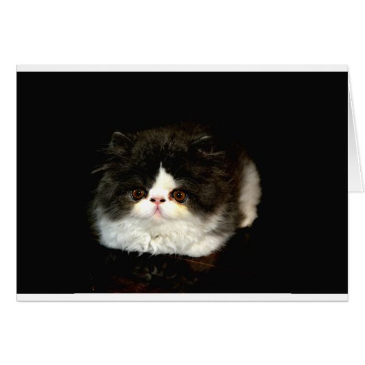 Cute black white kitten cat cards (Front Horizontal)