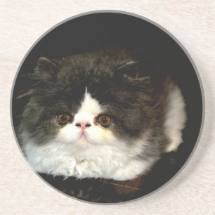 Cute black white kitten cat coaster