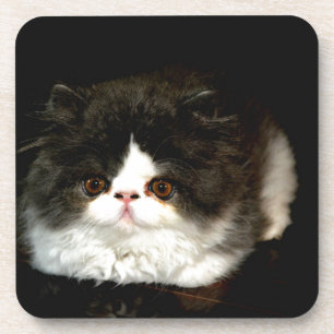 Cute black white kitten cat drink coaster