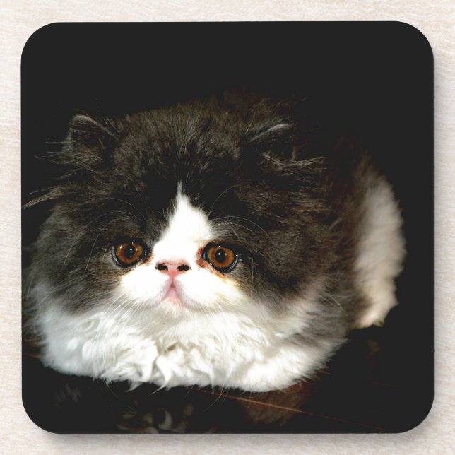 Cute black white kitten cat drink coaster (Front)