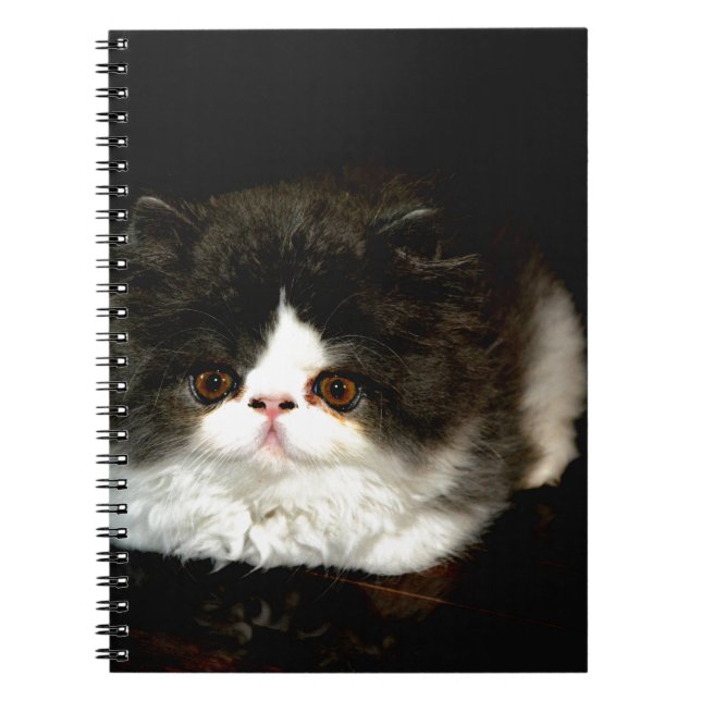 Cute black white kitten cat notebook (Front)