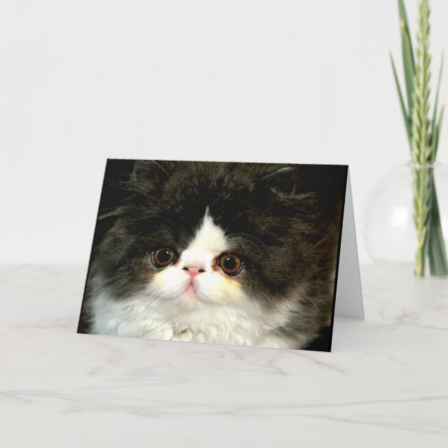 Cute black white kitten cat ragdoll photo card (Front)
