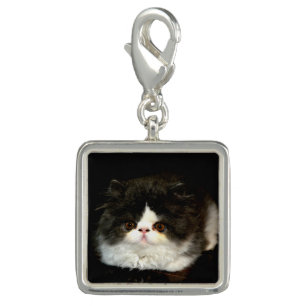 Cute black white kitten cat ragdoll photo charm