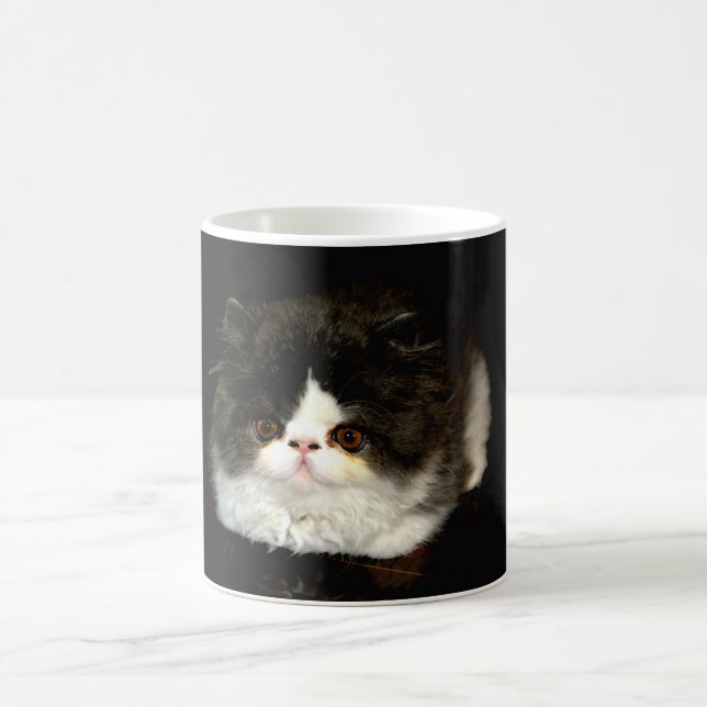 Cute black white kitten cat ragdoll photo coffee mug (Center)