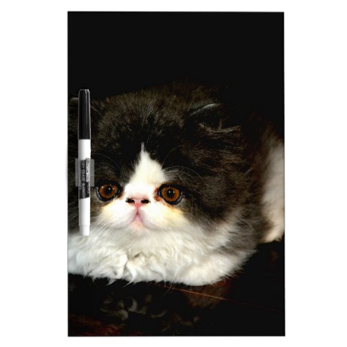 Cute black white kitten cat ragdoll photo Dry_Erase board