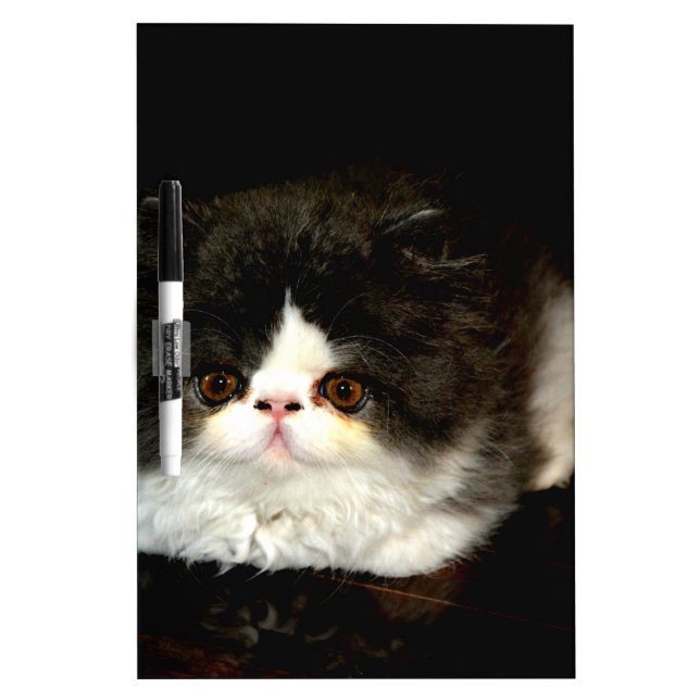 Cute black white kitten cat ragdoll photo Dry-Erase board (Front)