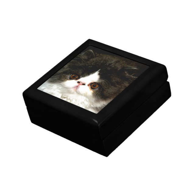 Cute black white kitten cat ragdoll photo jewelry box (Side)