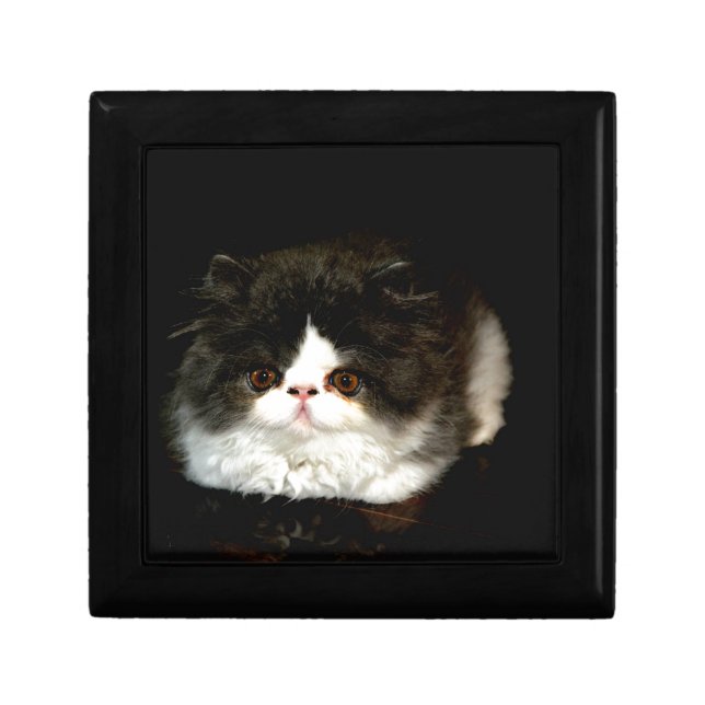 Cute black white kitten cat ragdoll photo keepsake box (Front)