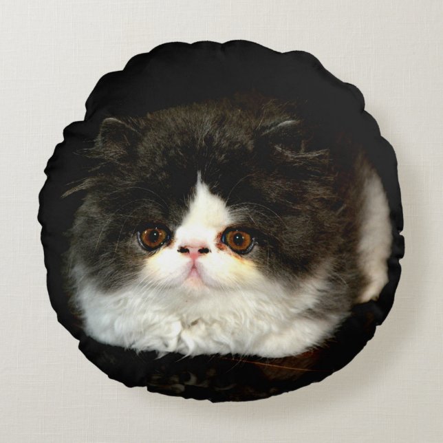 Cute black white kitten cat ragdoll photo round pillow (Front)