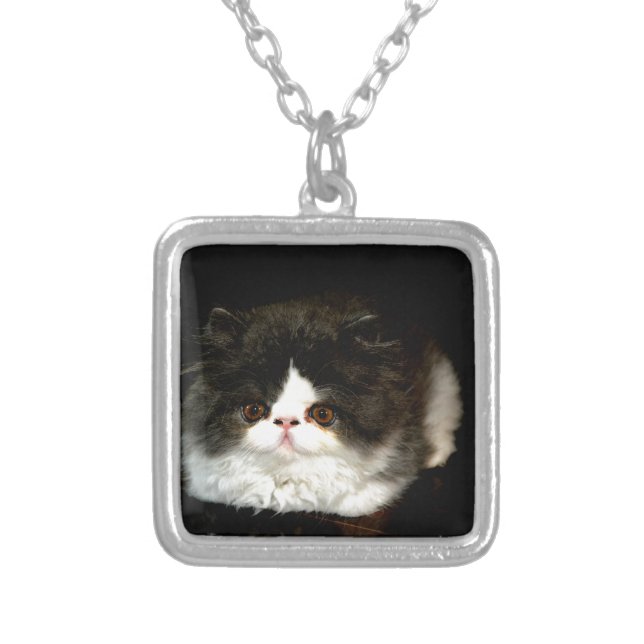 Cute black white kitten cat ragdoll photo silver plated necklace (Front)