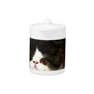 Cute black white kitten cat ragdoll photo teapot