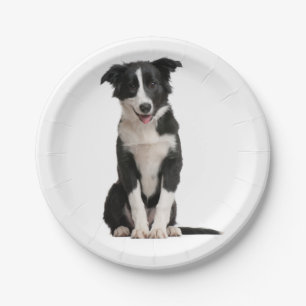 Cute Black White Puppy Dog Border Collie Party Paper Plates